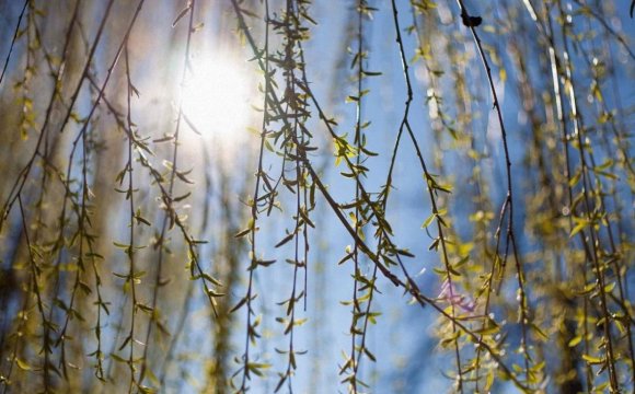 8 березня - Вербоносиця: що цього дня потрібно зробити жінкам