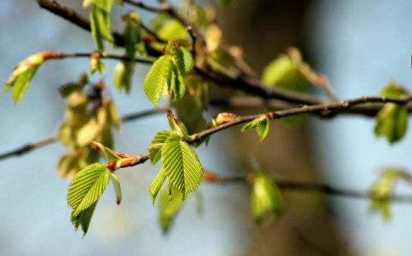 Народне свято 31 березня: українські звичаї та прикмети дня