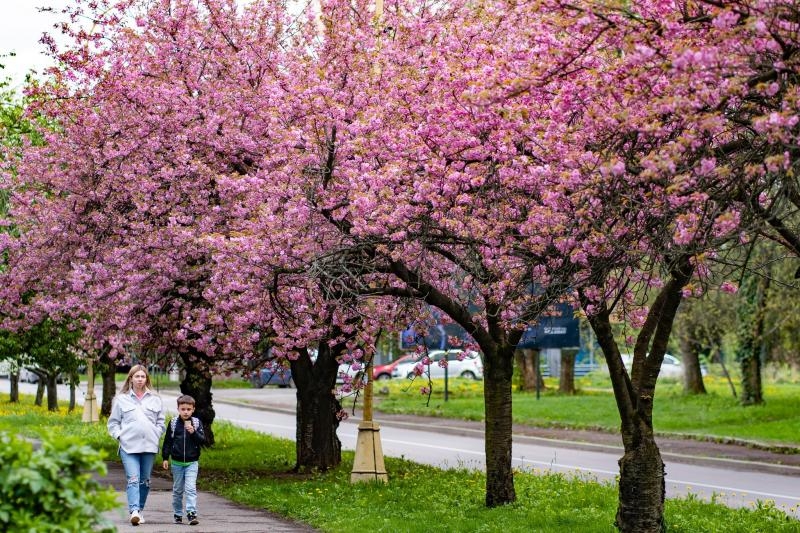 Неймовірна краса весняного Ужгорода – на вулицях старовинного міста пишно розквітли сакури