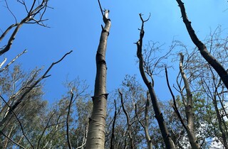 «До смерті було п’ять метрів». Російський опозиціонер Пономарьов розповів деталі атаки «Шахедів»