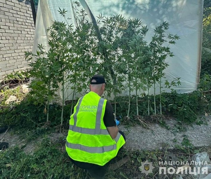 У Запорізькому районі поліція виявила посіви наркотиків на дачній ділянці